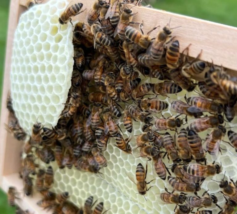 Honigbienen auf einer Wabe mit natürlichem Wildbau