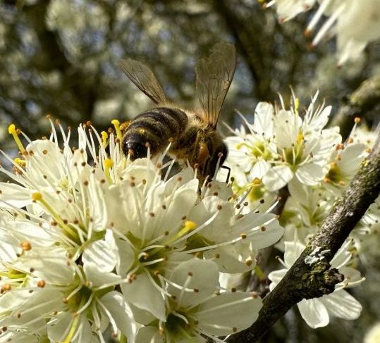 Honigbiene beim Sammeln von Nektar auf weißen Blüten